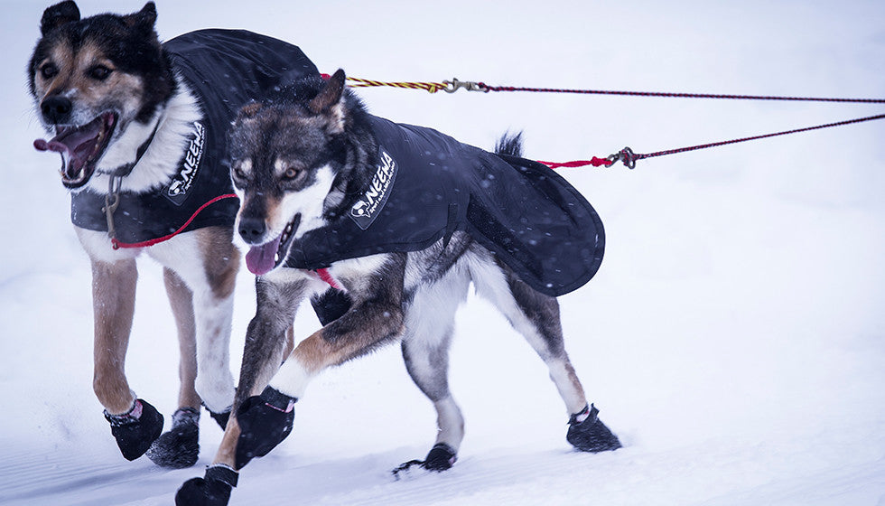 Snow Dog Coat - Dogs Mushing