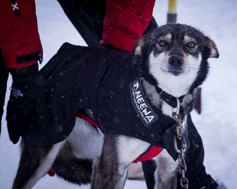 Snow Dog Coat - Front