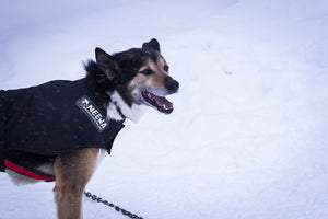 Snow Dog Coat - Dog 2