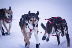 Double Dog Leash Neck Line - Dogs Running 2