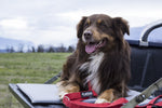 Load image into Gallery viewer, TRE DI™ Outdoor Dog Bed - Dog Model

