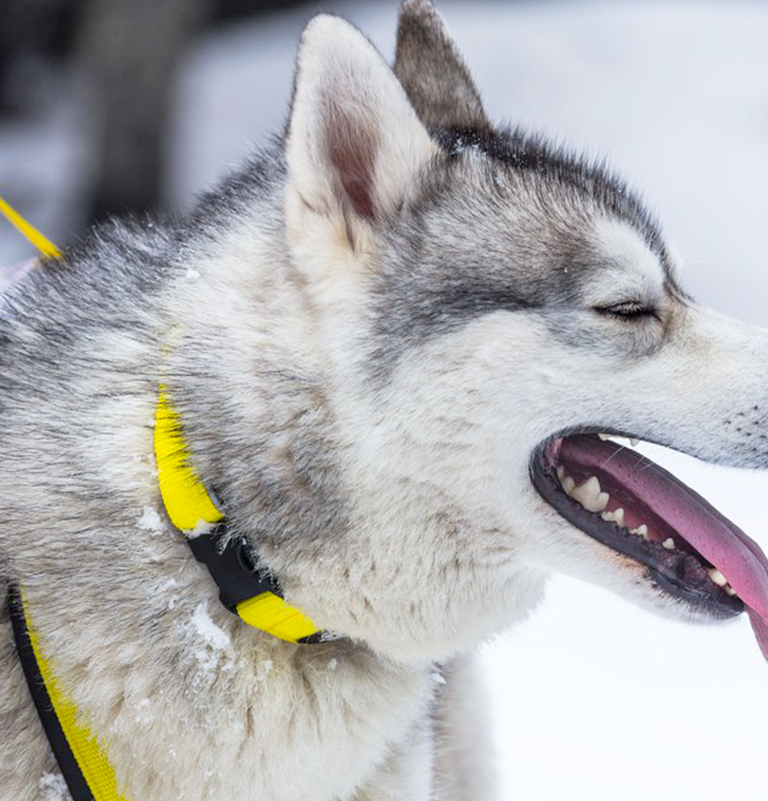Easy Fit Sport Dog Collar - Yellow Dog Collar