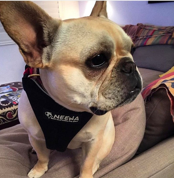 Neewa Dog Running & Hiking Harness // Premium Quality // Neewa™
