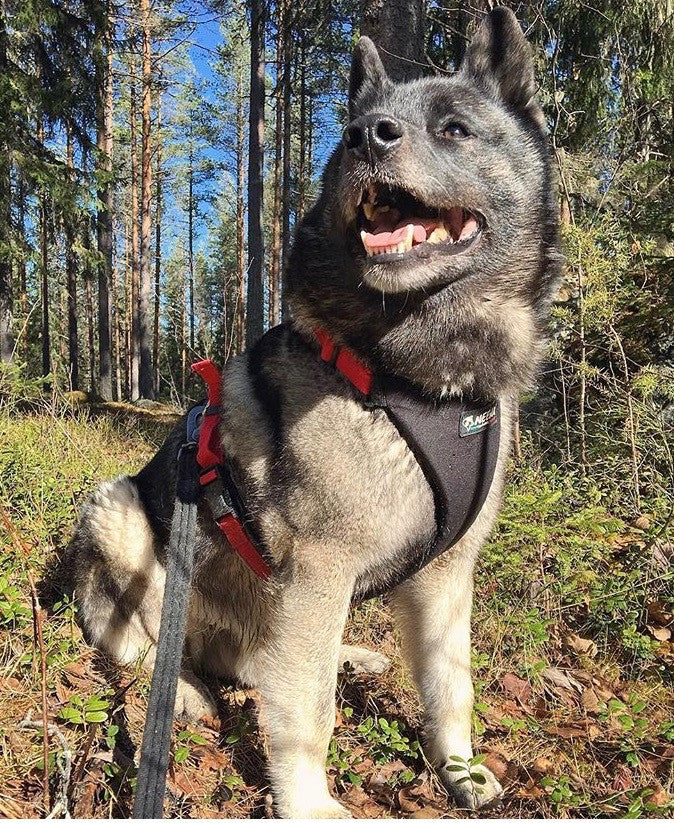 Husky running harness best sale