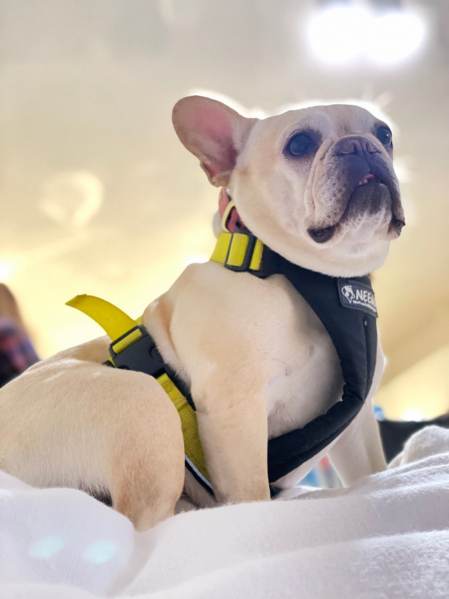 Neewa Dog Running & Hiking Harness // Premium Quality // Neewa™