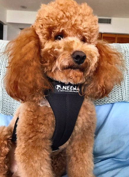 Neewa Dog Running & Hiking Harness // Premium Quality // Neewa™