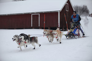 Cordura Dog Booties - Race 3