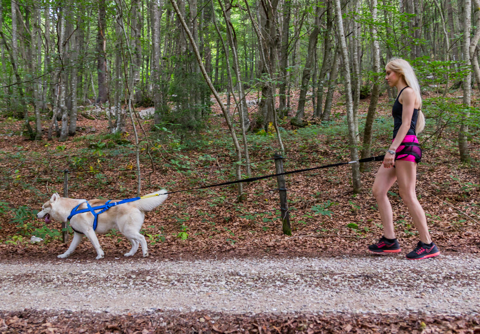 Canicross Running Belt  Run & Ski with Your Dog