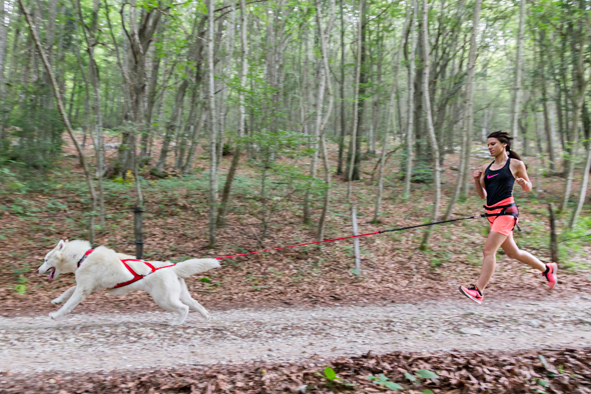 Racing Tug Line with Bungee Leash - Hands Free 2