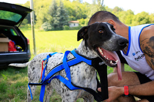 blue Adjustable Racing Harness for dog sports activities