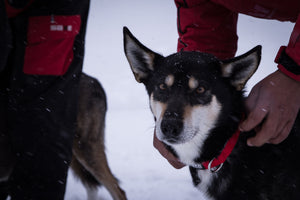 O-Ring Dog Collar - Dog Model