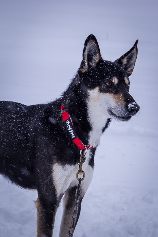 O-Ring Dog Collar - Main