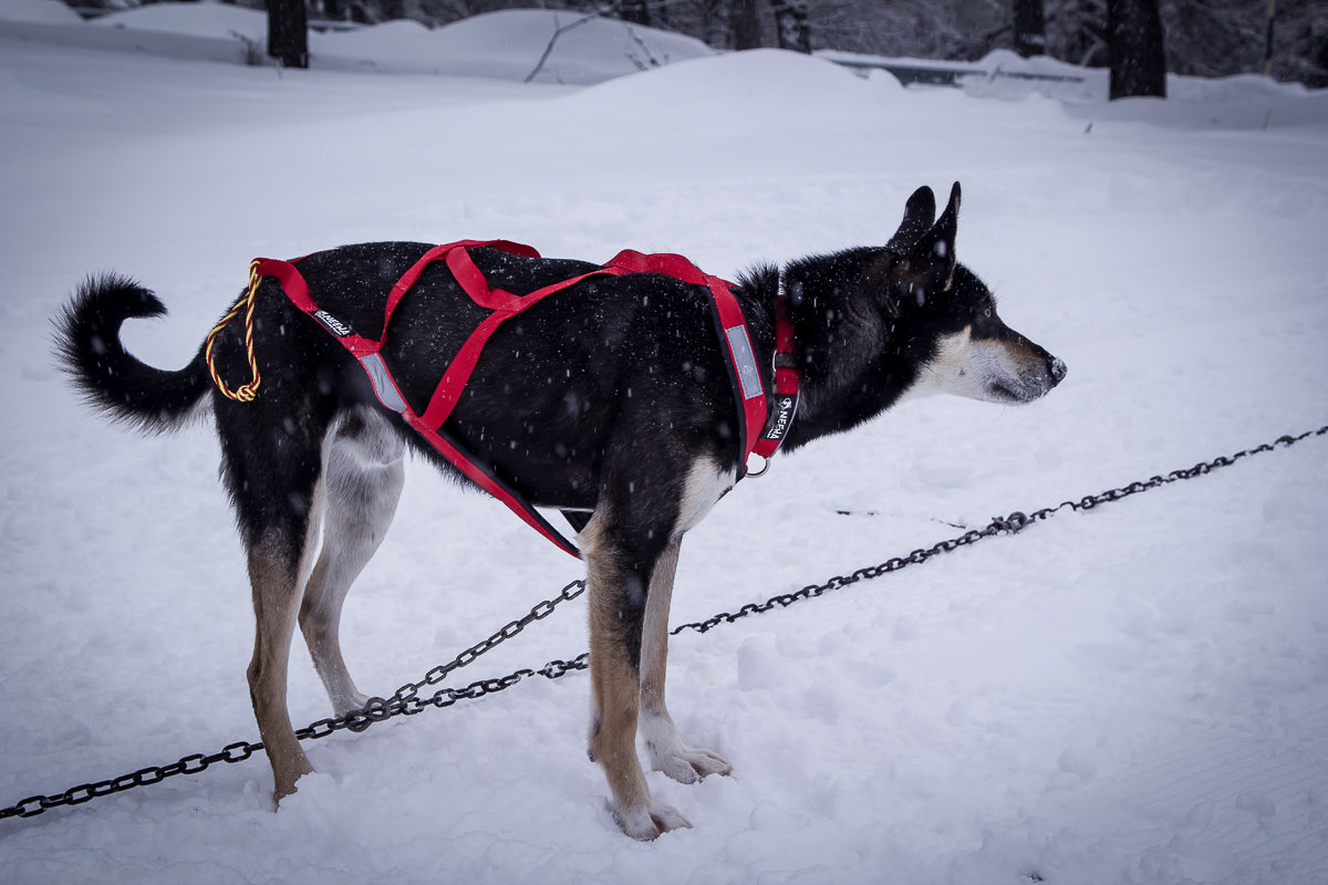 X-Back Racing Harness - Dog Posing - Neewa