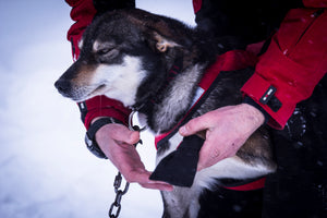 Cordura Dog Booties - Paw