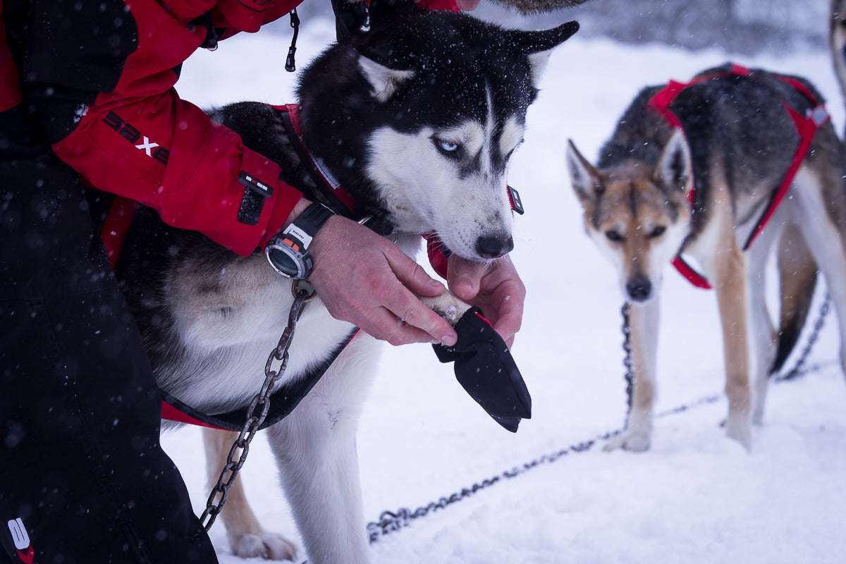 Cordura Dog Booties // Sled Dog Boots Sold In 10 // Neewa™