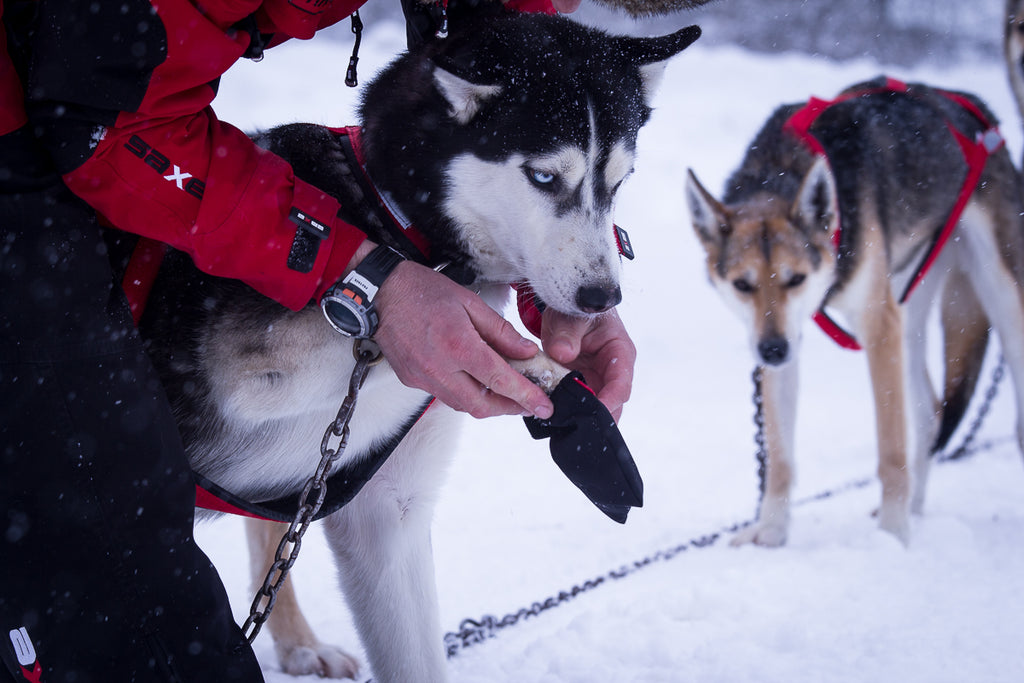 Cordura Dog Booties  - Main