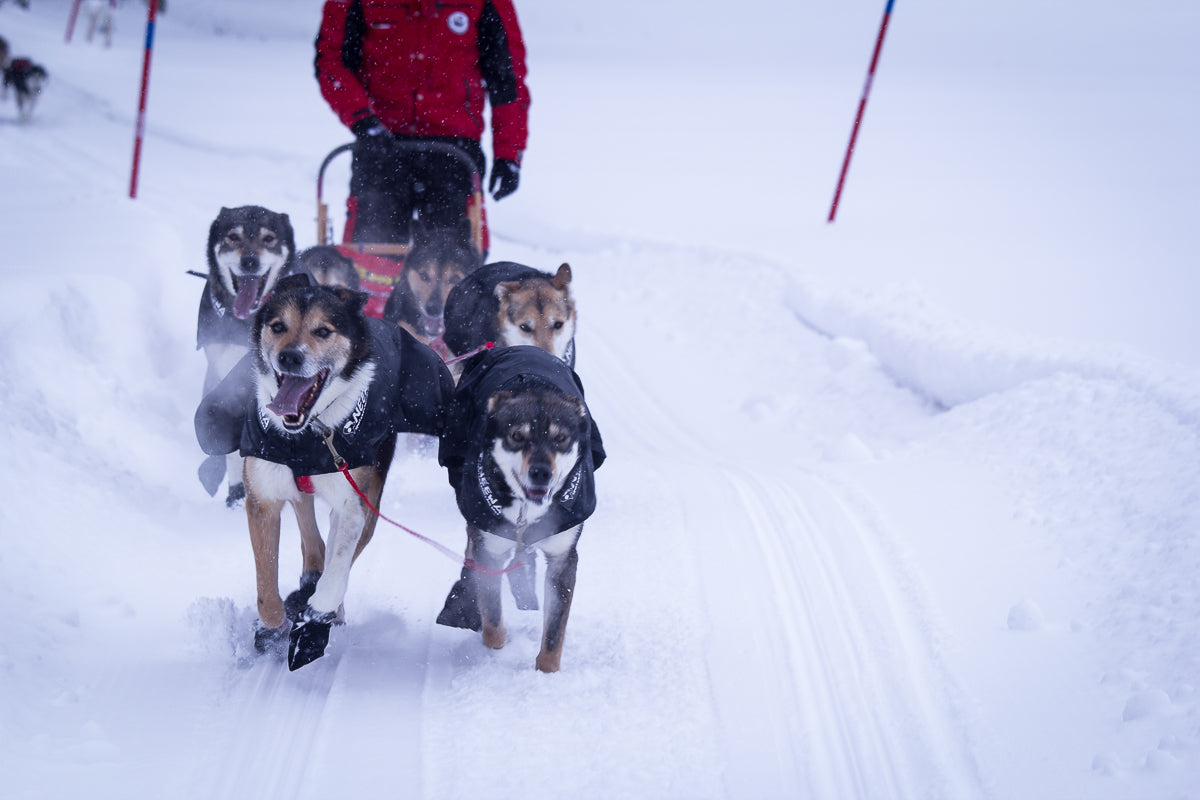 Snow Dog Coat - Dogs Running 2
