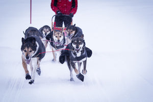 Double Dog Leash Neck Line - Dogs Running 4