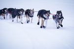 Load image into Gallery viewer, Snow Dog Coat - Dogs Running
