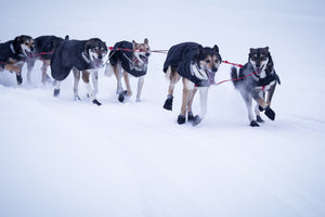 Snow Dog Coat - Dogs Running