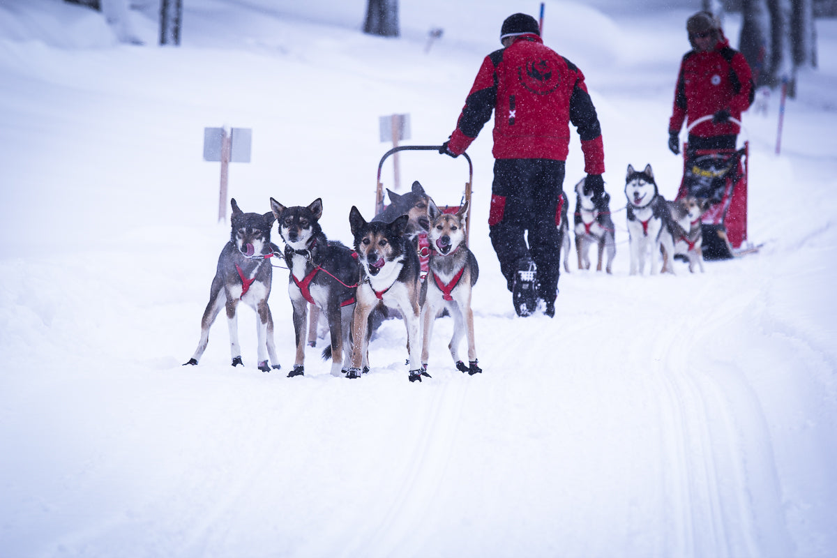 Cordura Dog Booties - Race