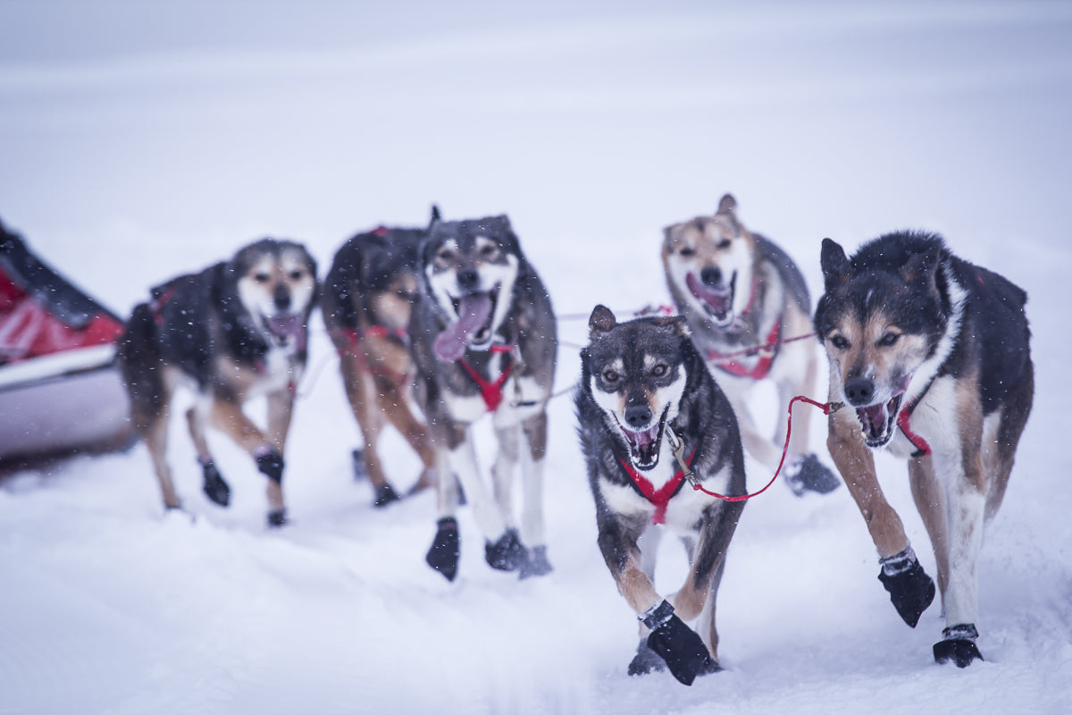 Cordura Dog Booties - Dogs Running