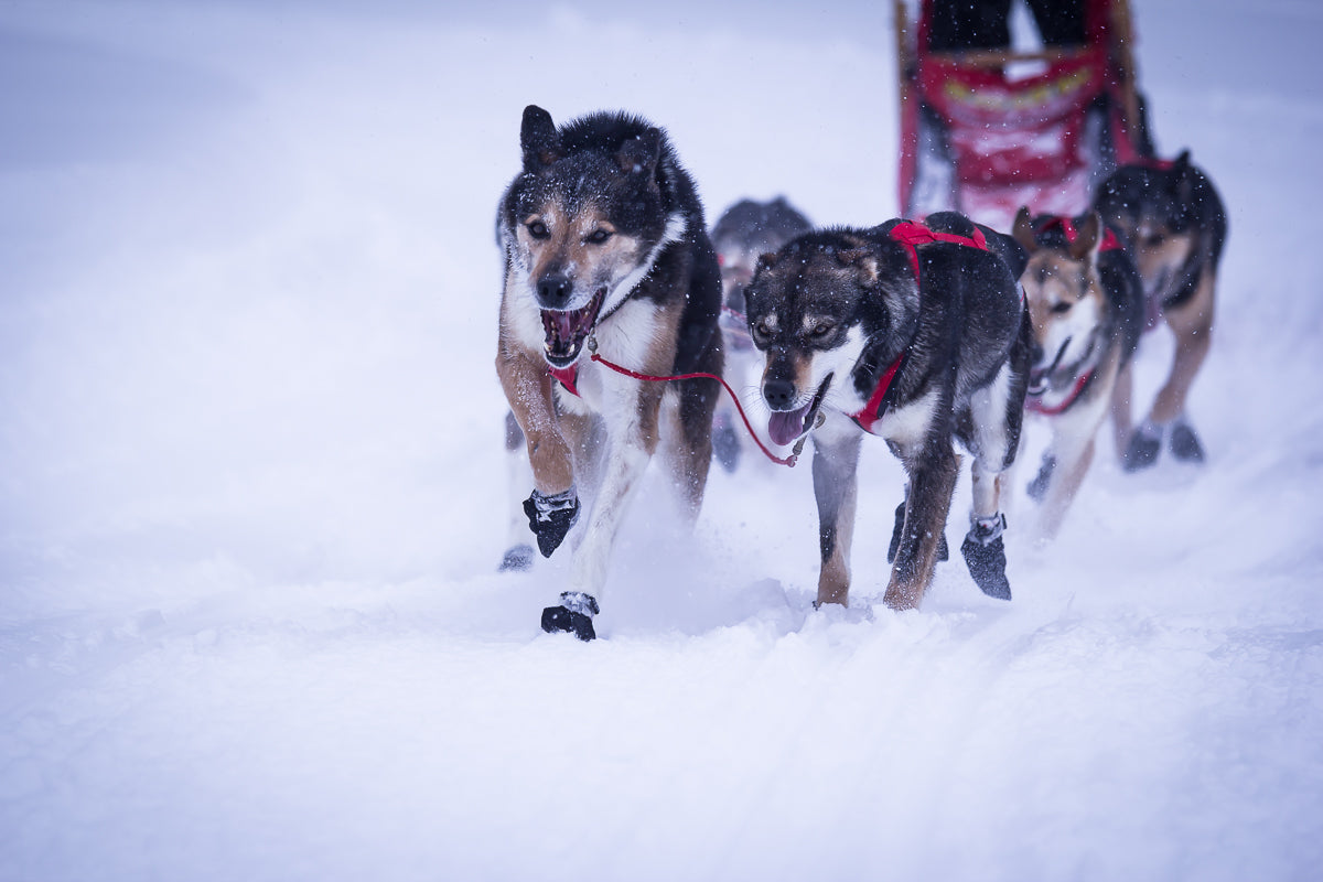 Double Dog Leash Neck Line - Dogs Running