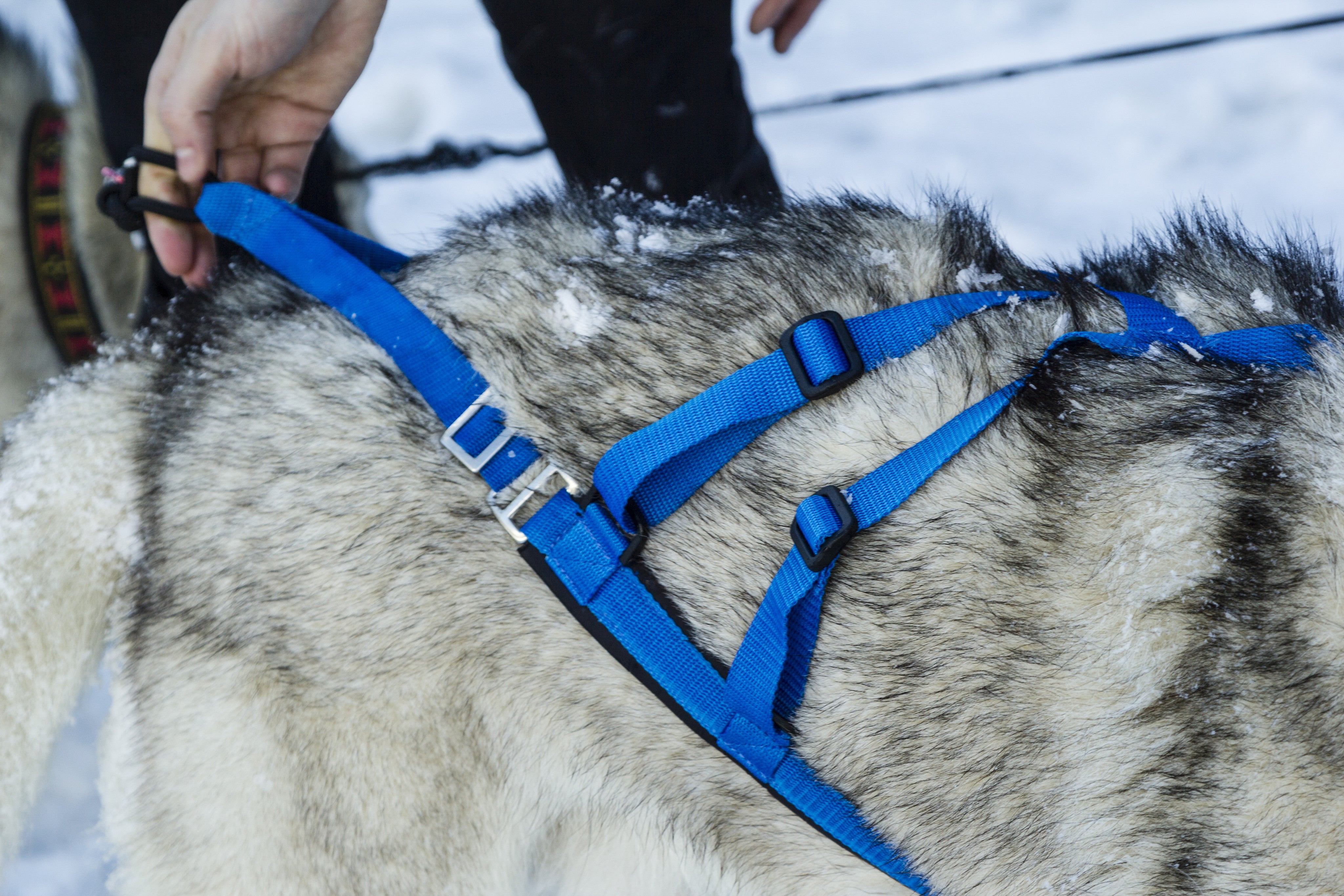 Perfect Fit Harness - Close Up - Neewa