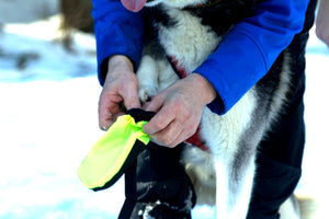 Snow Dog Boots - Putting Bootie On