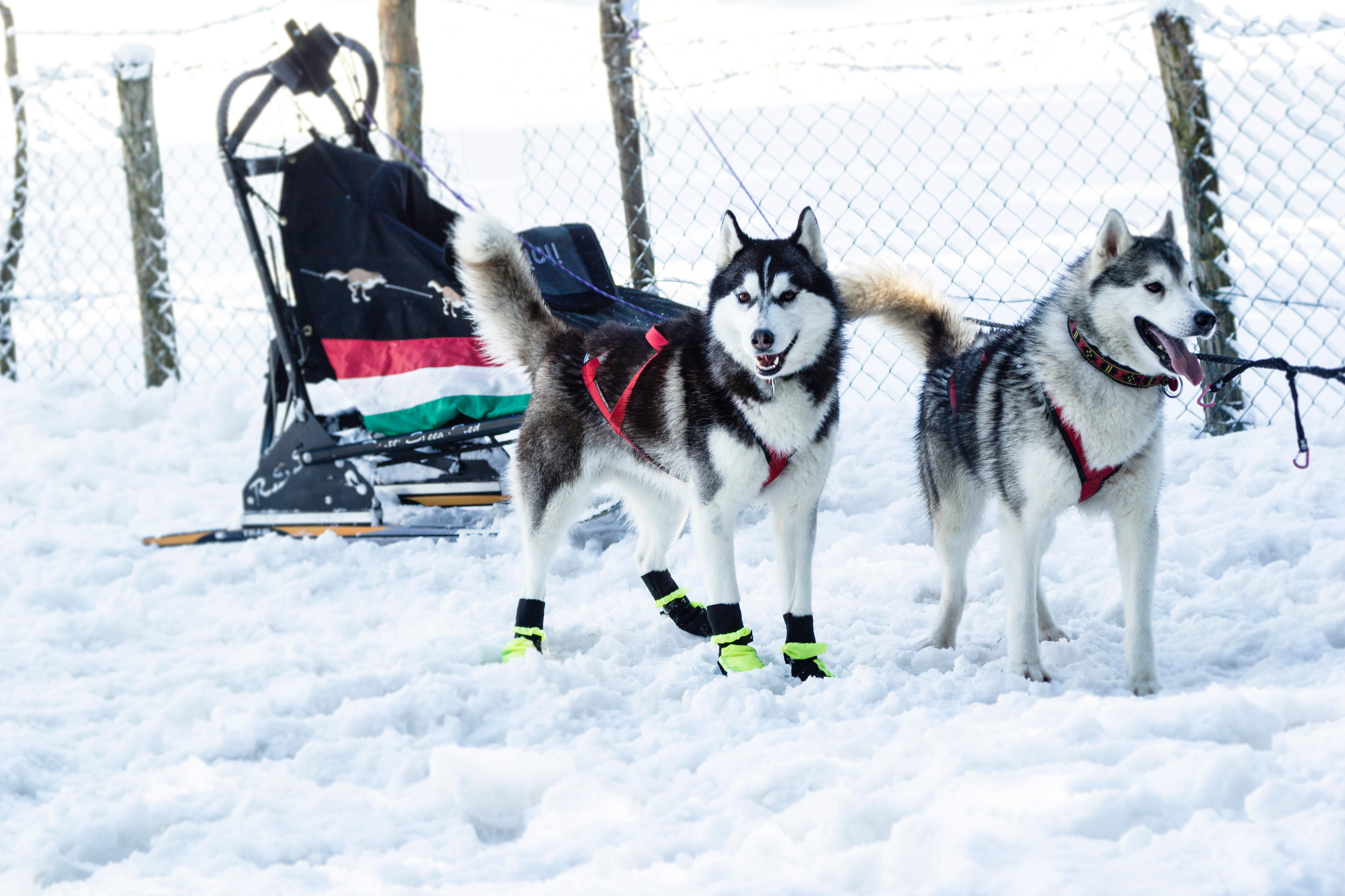 Snow Dog Boots - Huskies