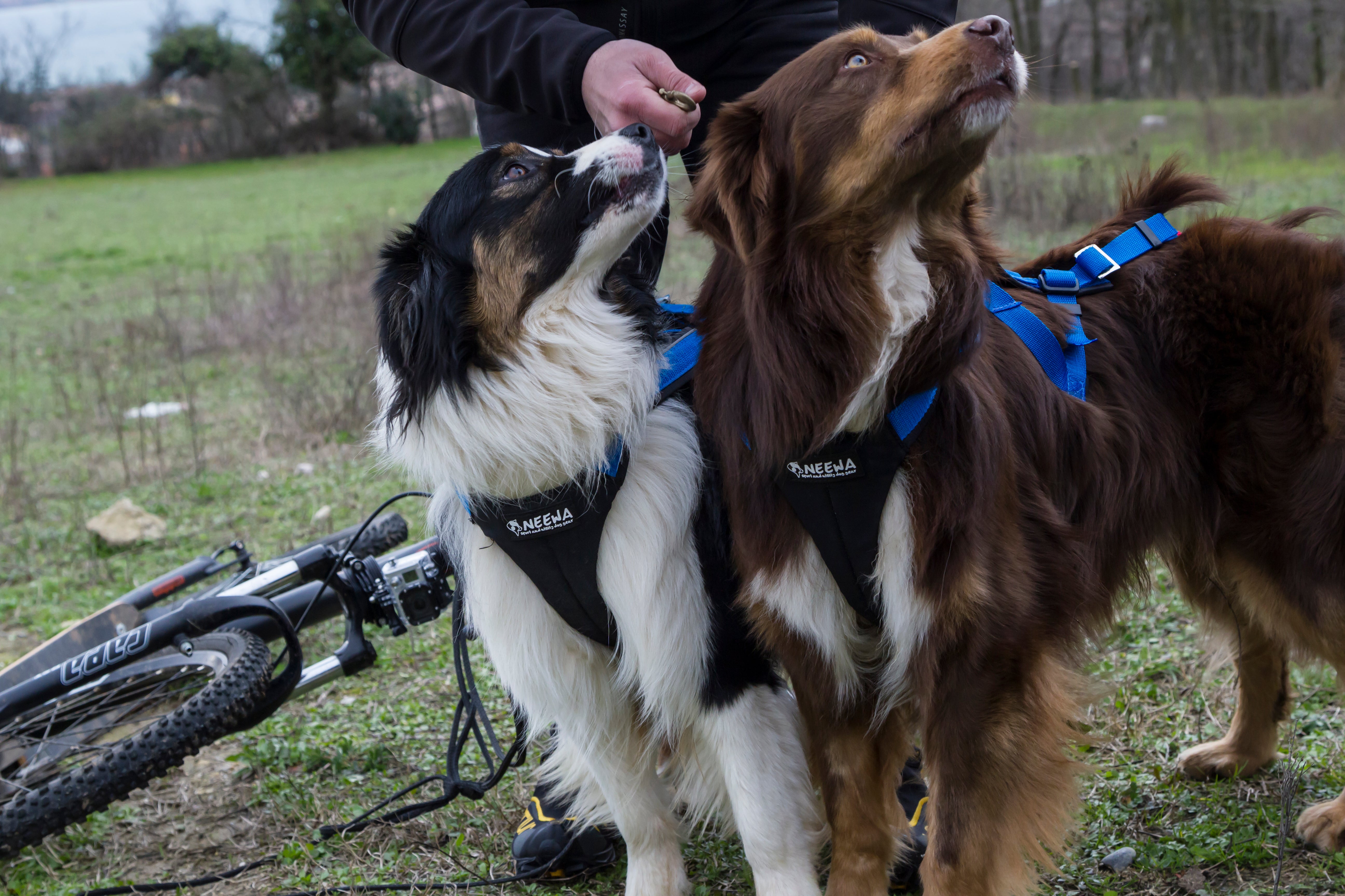 Dog Harnesses for Australian Shepherds