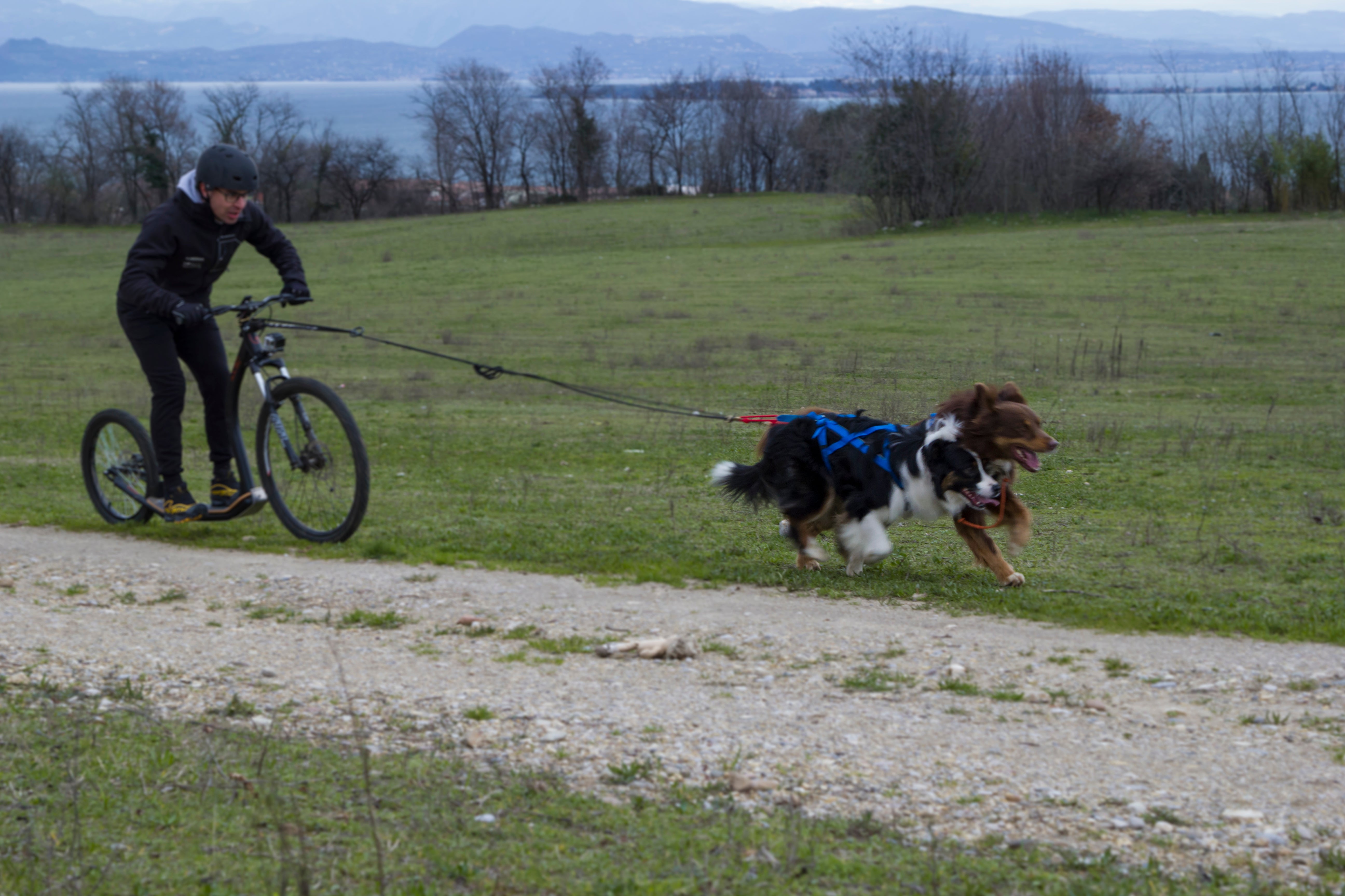 Tug Line With Bungee Leash - Main 2 - Neewa