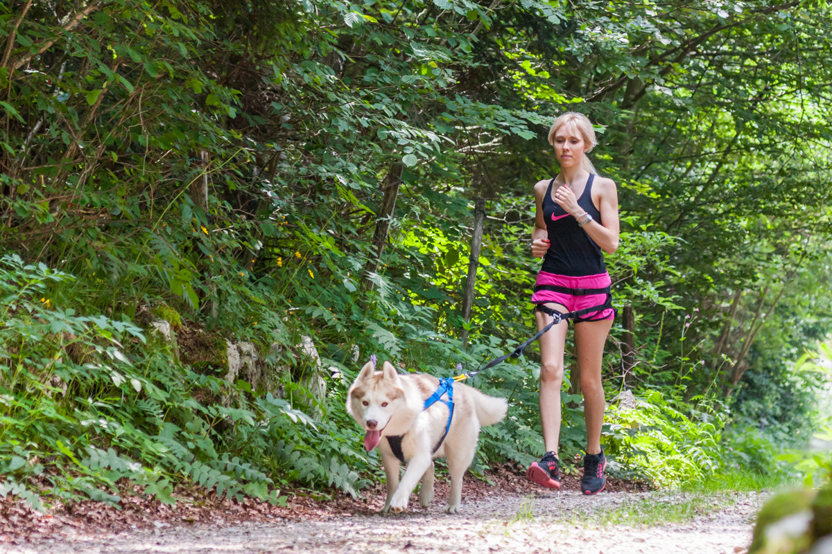 Skijoring & Canicross Belt - Running With Husky