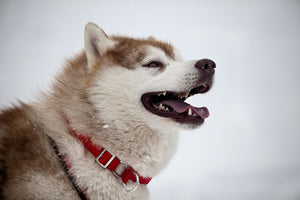 O-Ring Dog Collar - Happy Dog Model