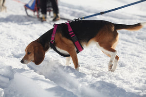 Dog Running Harness