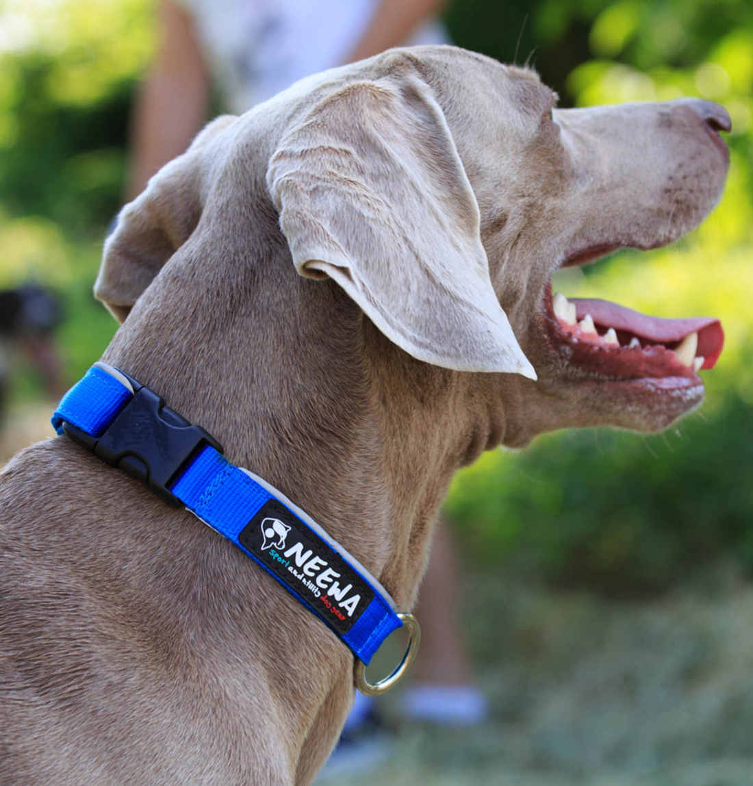 Sports dog deals collar