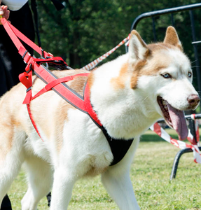 Dog racing harness outlet