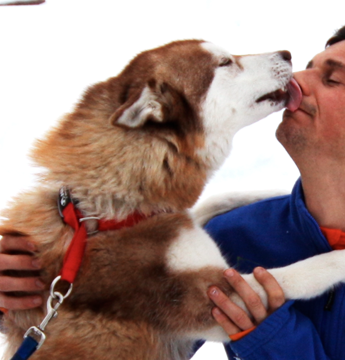 Neewa Laufgeschirr Für Hunde – Robustes Running-Geschirr, Größe Large, Rot