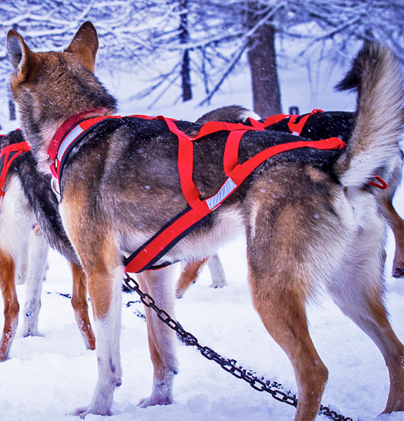 Mushing harness for dogs hot sale