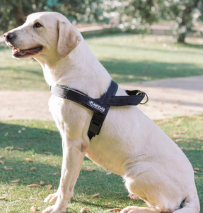 Sports dog top harness set
