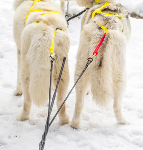 Racing Tug Line with Bungee Leash - Main