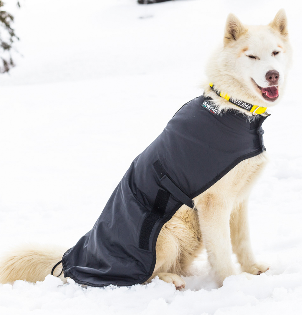 Snow Dog Coat - Main