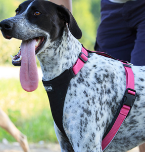 Dog Running Harness