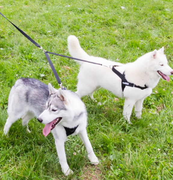 Tandem top dog leash