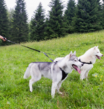 Load image into Gallery viewer, Double Dog Leash Splitter - Huskies - Neewa
