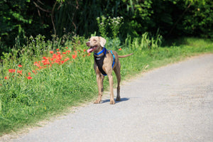 Dog Running Harness