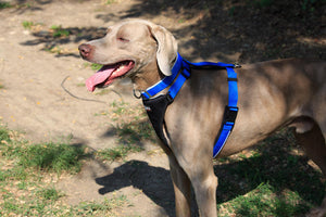 Dog Running Harness