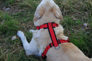 Dog Running Harness