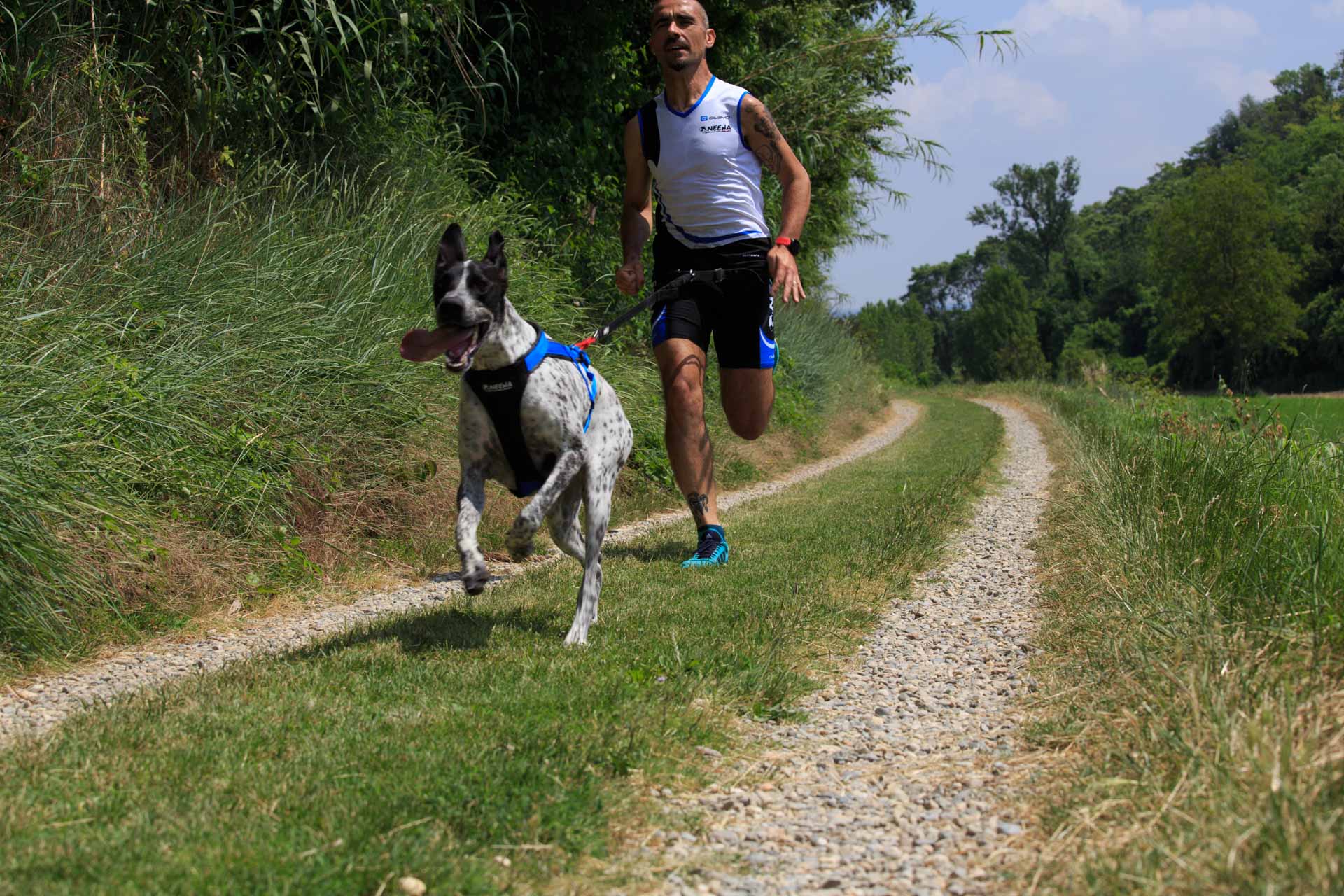 Skijoring & Canicross Belt - Running With Dog 3