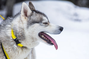 Easy Fit Sport Dog Collar - Yellow Dog Collar 2
